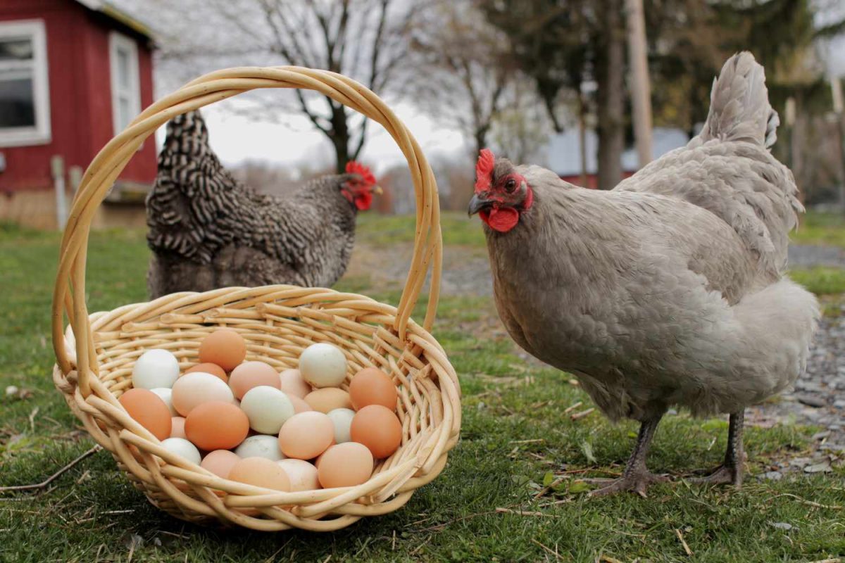buy chicken eggs 