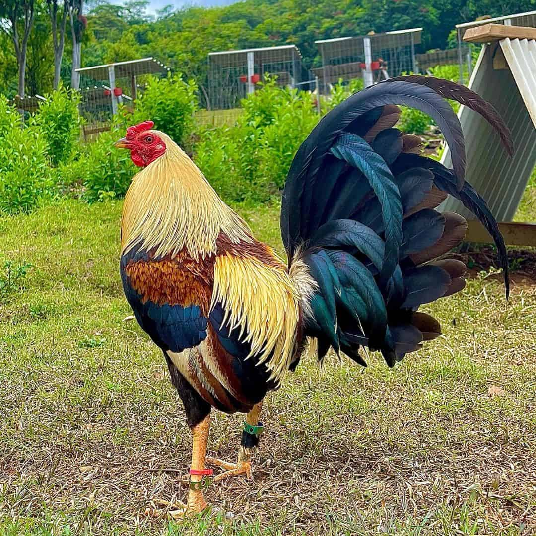 Gamefowl Chickens for Sale