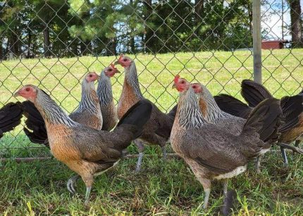 Grey Pullet Broodpen Game Fowl